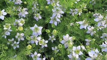 nigella sativa bloemen zijn zwaaiend door wind top visie in de agrarisch veld- video