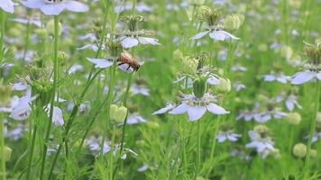 Close-up Nigella sativa flowers are swaying by the wind in the agricultural field video