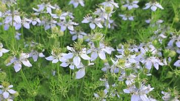 Close-up Nigella sativa flowers are swaying by the wind in the agricultural field video