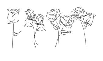 One line drawing. Garden rose with leaves. Hand drawn sketch. vector