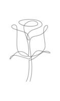 One line drawing. Garden rose with leaves. Hand drawn sketch. vector