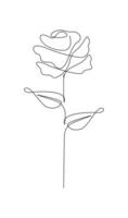 One line drawing. Garden rose with leaves. Hand drawn sketch. vector