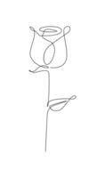 One line drawing. Garden rose with leaves. Hand drawn sketch. vector