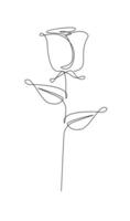 One line drawing. Garden rose with leaves. Hand drawn sketch. vector