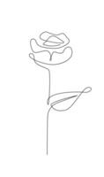 One line drawing. Garden rose with leaves. Hand drawn sketch. vector