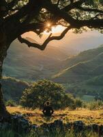 ai generado un persona meditando debajo un árbol en un pacífico verde cinturón configuración, promoviendo árbol meditación y conexión con naturaleza, tomando el sol en el temprano Mañana ligero. foto
