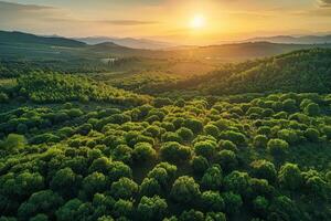 AI generated Aerial view of a vast reforestation area, illustrating the scale of conservation efforts and the importance of tree planting for climate resilience. photo