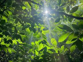 AI generated Rainforest trekking, dense green canopy, sunlight filtering through photo