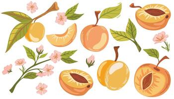 Peach set. Collection of whole and cut peaches, branches, nectarine, flowers and leaves. Fresh juicy fruits clip art. Hand draw Vector illustration isolated on white background.