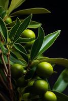 AI generated Citrus fruits on a tree branch on a black background. photo