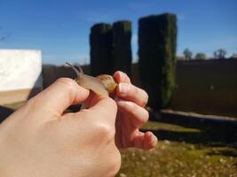 Spiral Secrets, Hand in Hand with Snails photo