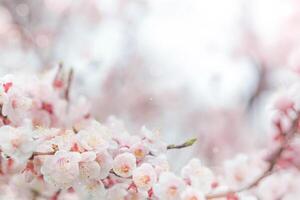 Cherry blossom  flower in spring for background or copy space for text photo