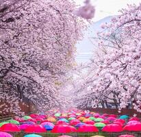 primavera Cereza florecer flor para antecedentes o Copiar espacio para texto para saludo tarjeta o invitación para Boda y compromiso. jinhae, sur Corea foto