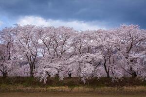 Beautiful rows of cherry trees along the roadside and cherry blossoms in full bloom in Gyeongju City, South Korea photo