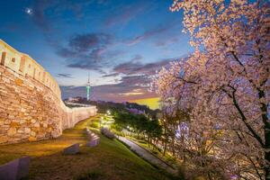 cherry tree in spring and Namsan Mountain in the background, Seoul. South Korea. photo