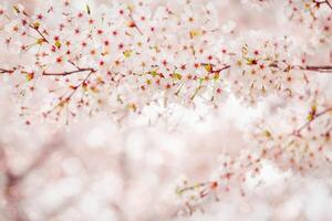 Cherry blossom  flower in spring for background or copy space for text photo