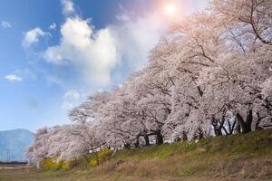 Beautiful rows of cherry trees along the roadside and cherry blossoms in full bloom in Gyeongju City, South Korea photo