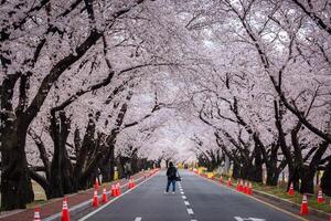 Beautiful cherry blossom tunnel and cherry trees on both sides of the road at the Cherry Blossom Festival in Gyeongju, South Korea. photo