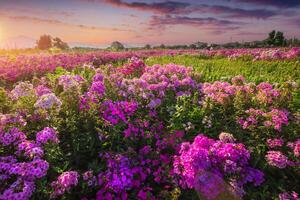 Beautiful flower garden at sunset Near Cheomseongdae in Gyeongju, Gyeongsangbuk-do, South Korea. photo