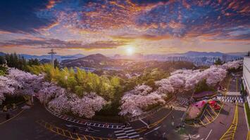 panorama Cereza flores floreciente en primavera a mundo electrónico 83 torre un popular turista destino. en daegu, sur Corea. foto