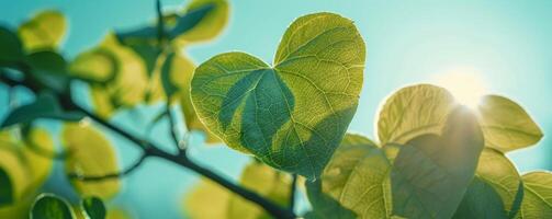 AI generated Heart shaped leaves against a bright sky show love for nature, tree protection, on a clear day. photo