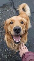AI generated Happy dog wagging tail greets owner with unconditional love, pure joy radiates from their connection. photo