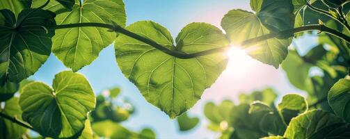 ai generado corazón conformado hojas en contra un brillante cielo transmitir amor para naturaleza, árbol proteccion en un claro día. foto