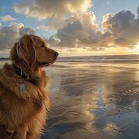 AI generated Dog and owner enjoy beach adventures, experiencing freedom and companionship. photo