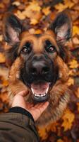 AI generated Happy dog with a wagging tail greeting its owner, unconditional love photo