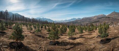 AI generated Volunteers working together in a wide panoramic shot of newly planted trees symbolize hope for forest preservation. photo