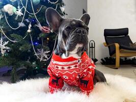 French bulldog on Christmas tree background in Christmas sweater with reindeer. photo