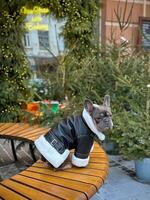 francés buldog en un elegante chaqueta en un borroso antecedentes de un Navidad árbol y regalos. un perro es esperando para sus propietario con dulces en un de madera banco cerca un cafetería. foto