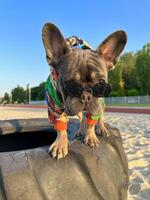 Close-up of a French Bulldog on a blurred background of a dowdy. photo