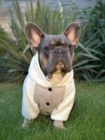 French bulldog on the lawn against a blurred yucca background. Fashionable dog in a stylish fashionable sweatshirt. photo