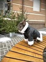 French bulldog standing in a warm jacket in the cold. photo