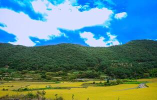 a view of village with yellow paddy fied and blue skys and moutain landscape photo