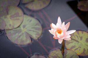 beautiful pink water lily ambal on a pot with leaves in a botanic garden photo