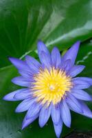 Macro view of Purple color water lily with Yellow color in the middle. A beautiful scene from the home garden photo