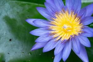 Macro view of Purple color water lily with Yellow color in the middle. A beautiful scene from the home garden photo