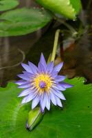 Macro view of Puple color water lily with Yellow color in the middle photo