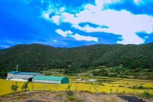 un ver de pueblo con amarillo arrozal fied y azul skys y montaña paisaje foto