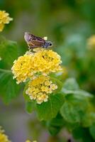 un delicado amarillo mariposa en un floreciente lantana flor. foto