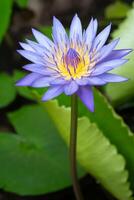 Macro view of Puple color water lily with Yellow color in the middle photo