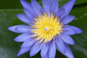 Macro view of Puple color water lily with Yellow color in the middle photo
