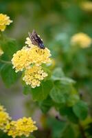 A delicate yellow butterfly on a blooming lantana flower. photo