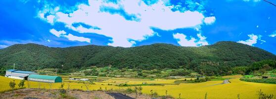 Panoramic view of a agriculture land in South korea with plants are paddy fields photo