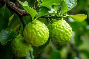 AI generated Bergamot, fruit on a branch. AI generated photo