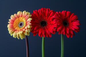 Three beautiful gerberas on a black background. AI generated. photo