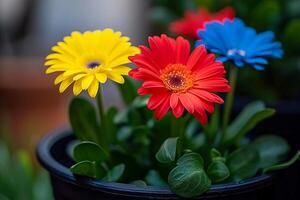 Bouquet of beautiful gerberas in a container. AI generated. photo