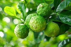 AI generated Bergamot, fruit on a branch. AI generated photo